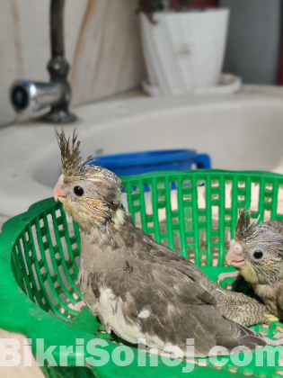 Cockatiel baby